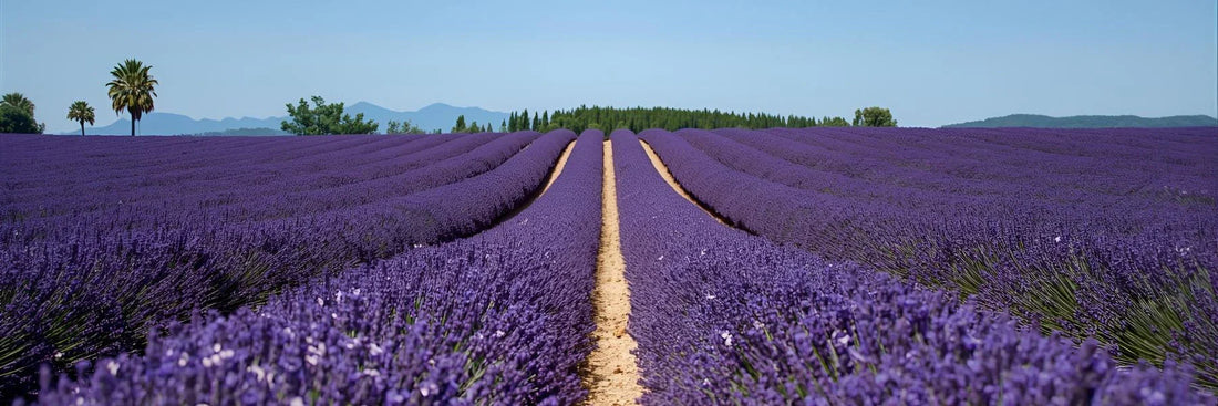 Descobre os Poderes do Óleo Essencial de Lavanda para Corpo e Mente