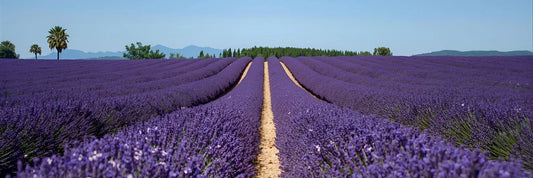 Descobre os Poderes do Óleo Essencial de Lavanda para Corpo e Mente